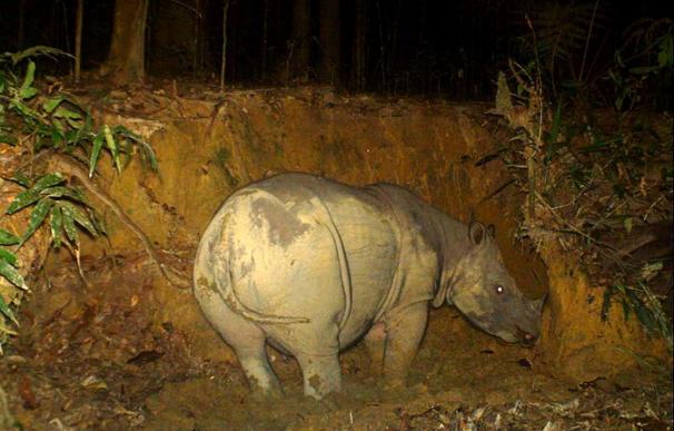 Logran filmar a una hembra embarazada del amenazado rinoceronte de Borneo