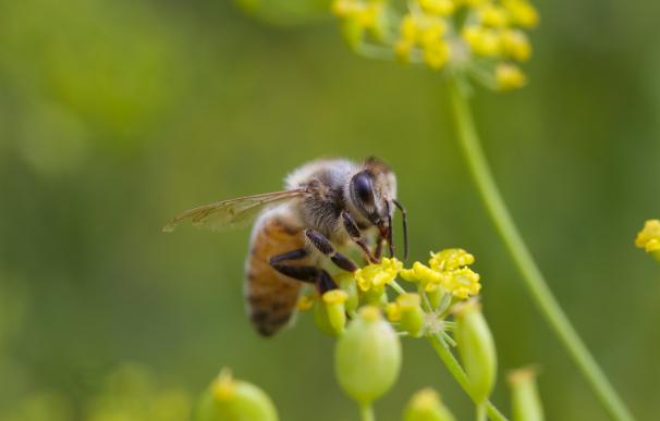 Un humano necesitaría polinizar 10.000 flores al día para alcanzar el ritmo de una abeja, según Greenpeace