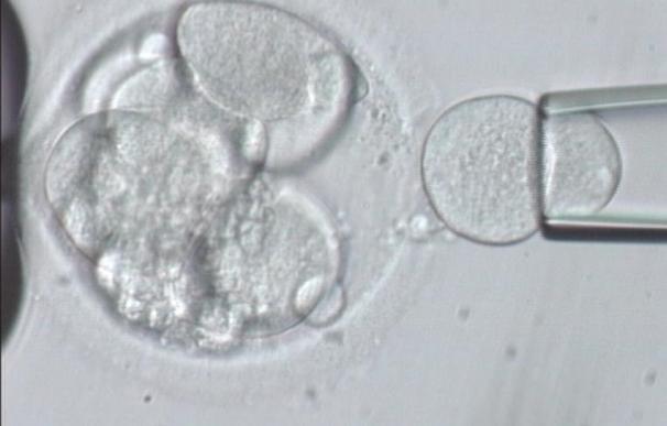 La técnica CGHarray analiza embriones y mitiga efectos negativos de embarazos de mujeres mayores
