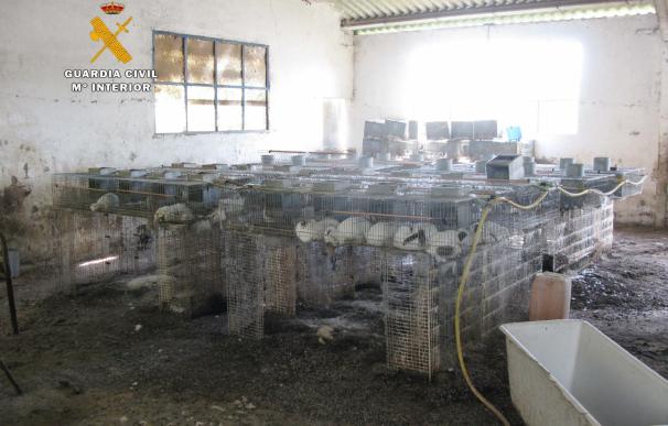 Aparecen un centenar de conejos muertos encerrados en jaulas sin comida ni agua en una nave en Suances