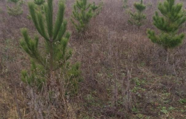 Un proyecto estudia en Navarra la influencia del cambio climático en los bosques