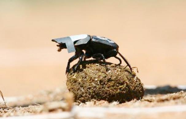 El escarabajo pelotero usa la Vía Láctea para orientarse