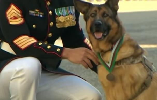 Lucca, el perro militar galardonado tras perder una pata en una explosión