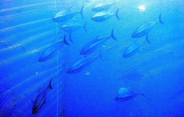 La producción de atún rojo en la Región superó en 2016 los 21 millones de euros