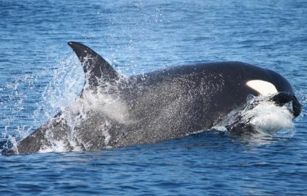 El estado de las ballenas supone una muestra de la salud de los océanos