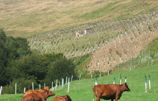 El Gobierno establece medidas extraordinarias contra la brucelosis bovina en Cantabria