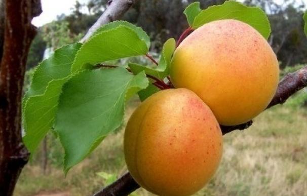 UPA mete prisa al Gobierno para que active mecanismos de gestión de crisis en el sector de la fruta de verano