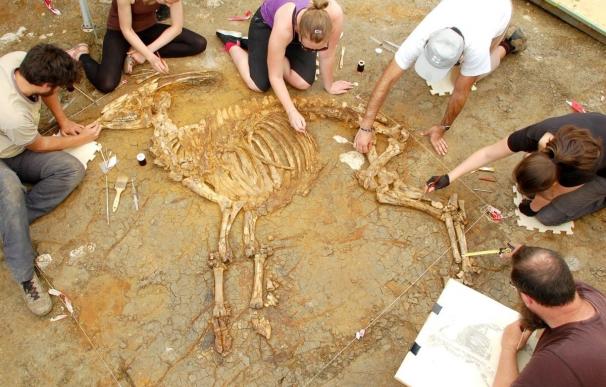 Encuentran un nuevo esqueleto de bóvido de hace 3,1 millones de años con la estructura intacta