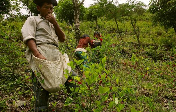 Un campesino consume hojas de coca mientras las recolecta