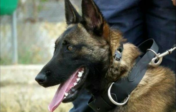 Policía Local Jumilla contará para esta Feria y Fiestas con una unidad canina especializada en detectar estupefacientes