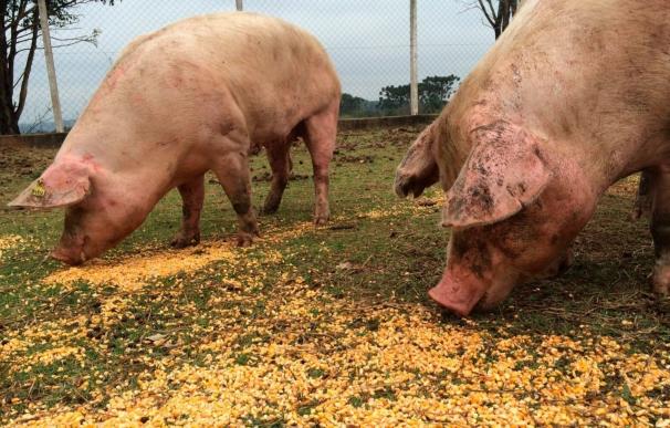 Multan al Ayuntamiento de El Sahúgo (Salamanca) por soltar cerdos con grasa para que los atrapasen niños