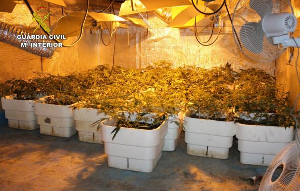 Detenido un joven con un centenar de plantas de marihuana que cultivaba en un invernadero de Murcia
