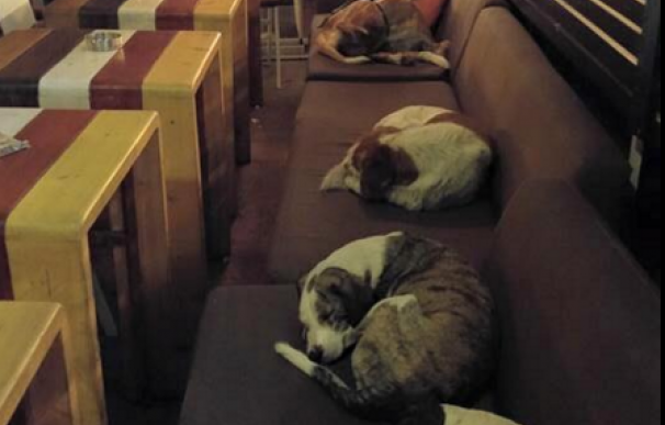 Perros abandonados durmiendo en una cafetería griega (Facebook)
