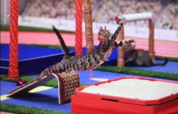 Llega este verano los primeros Juegos Olímpicos para gatos (Hallmark Channel)