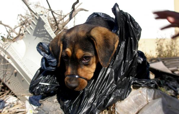Rescatan a una cachorro que había sido abandonada en una bolsa de basura y con una brida en el hocico