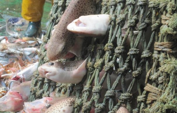 WWF propone un código ético contra la esclavitud infantil en las pesquerías de países en vías de desarrollo