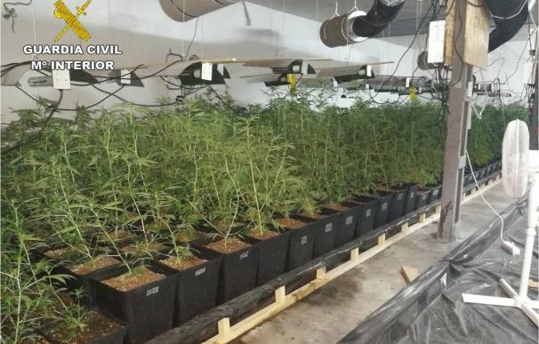 Destapan en Monóvar una sofisticada plantación de marihuana de más de 1.400 plantas