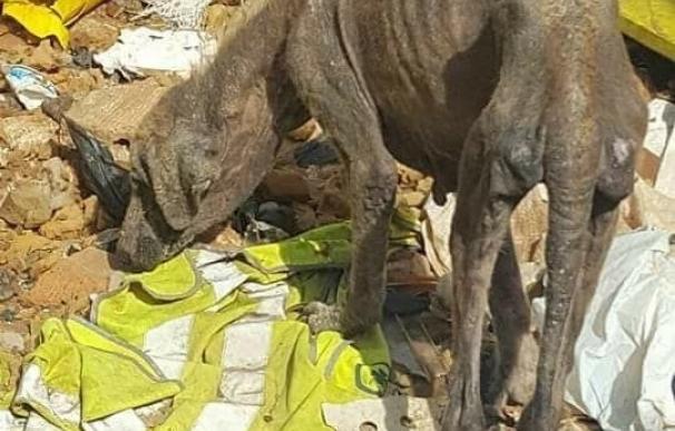 Recogen a 20 perros enfermos y en estado de abandono en una parcela insalubre de Alcalá de Guadaíra