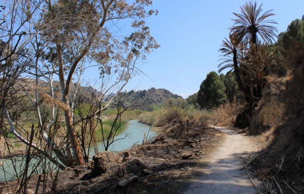 Las ONG ambientales piden una actuación "contundente" para evitar los incendios de las riberas del Segura