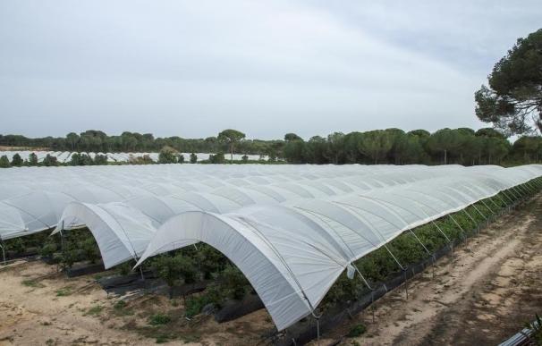 WWF señala en un nuevo informe la aparición de 251,90 nuevas hectáreas de regadío en el entorno de Doñana
