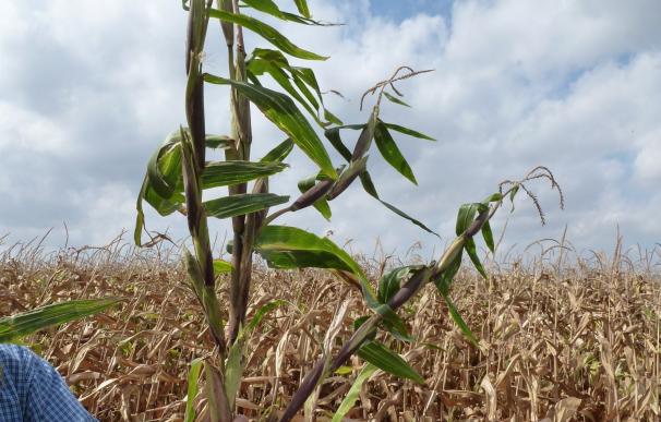 La Asociación Nacional de Obtentores Vegetales y el CITA colaboran para controlar el teosinte en el maíz