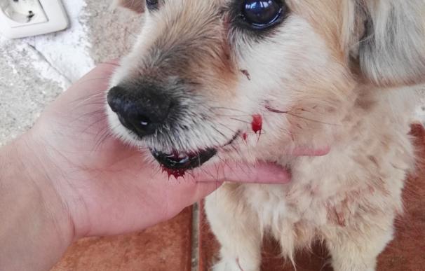 Detenido un vecino de Pinofranqueado por pegar una patada a un perro al que tuvo que practicarse la eutanasia