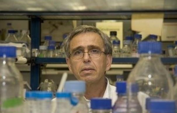 El investigador del CSIC Ginés Morata, nombrado miembro de la Royal Society