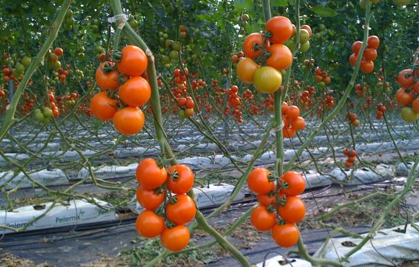 Decretan alerta sanitaria en Holanda por unos tomates de almerienses con etefón.
