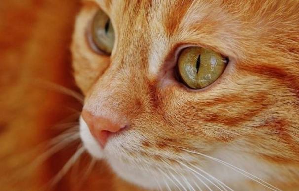 Paterna comienza a formar a 50 vecinos como alimentadores de colonias felinas