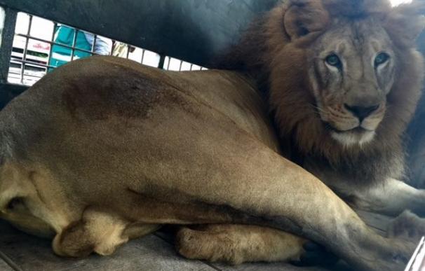 Rey, uno de los leones liberados, en la jaula en la que le trasladan hasta Sudáfrica.