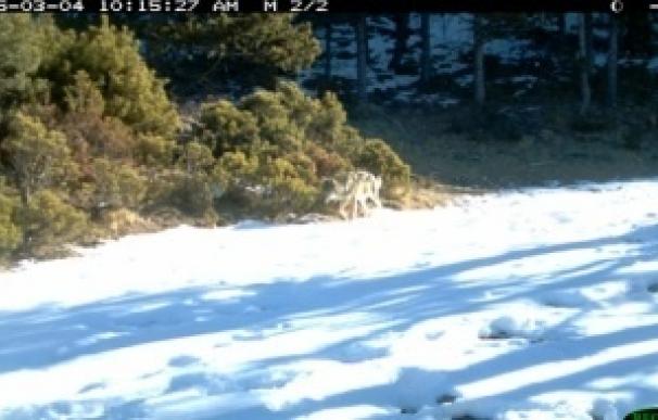 Detectan lobos en el Ripollès y la Cerdanya tras su reintroducción hace 16 años
