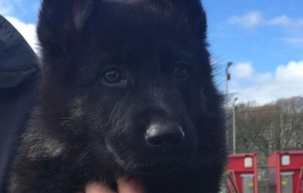 Bodie, el primer cachorro policía en Escocia desde hace cinco años