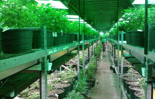 Plantación de marihuana con fines medicinales