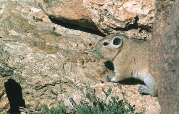 Hallan una nueva especie de roedor que demuestra que los mamíferos viajaban entre Asia y África hace 18 millones de años