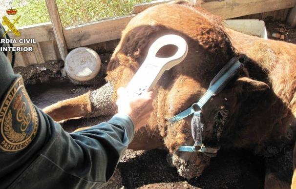 Investigan a una mujer por la muerte de su caballo por inanición en Xixona