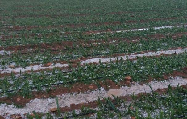 El pedrisco afectó a 12.000 hectáreas en Toledo provocando con pérdidas de casi el 95% en algunas zonas, según Asaja