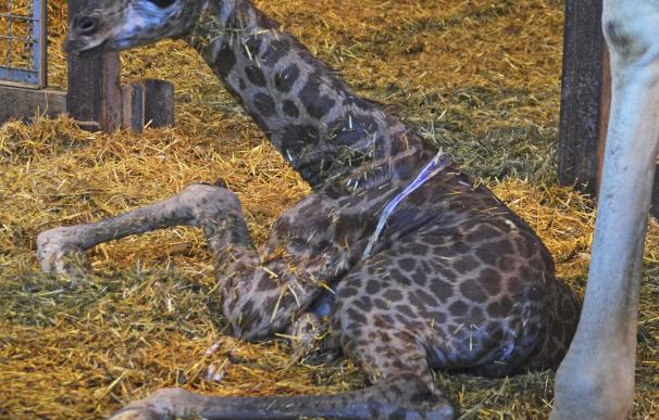 Nace en Bioparc una nueva jirafa de una subespecie en peligro de extinción