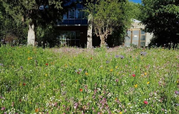 El Real Jardín Botánico realizará nueve islas de praderas estacionales y perennes en la zona del jardín de invierno