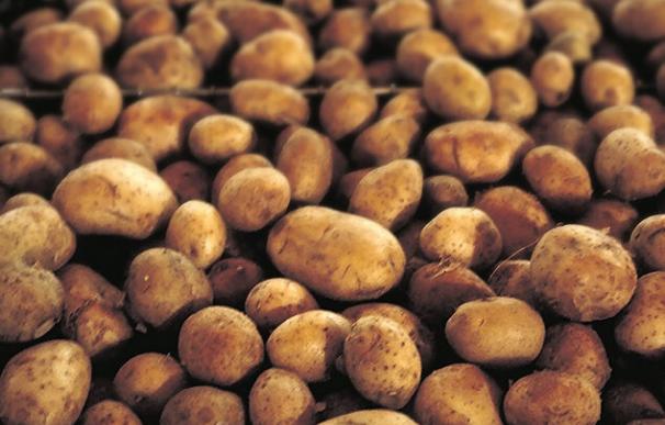 Productores de patata piden al consumidor que compre alimento de CyL, de mejor calidad y características organolépticas
