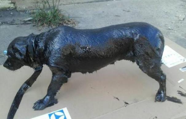 Rescatan a 'Petróleo', un perro al que encontraron bañado en alquitrán