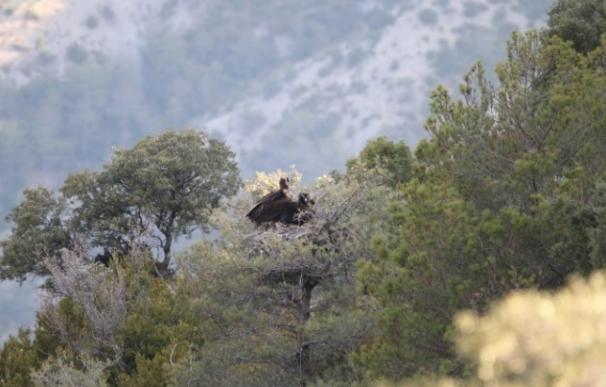 La colonia de buitre negro pirenaica llega a los 14 nidos tras un siglo desaparecida
