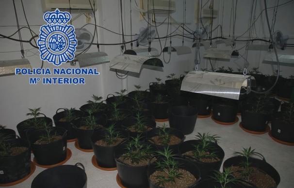 La Policía desmantela una plantación en Benferri con 175 plantas de marihuana