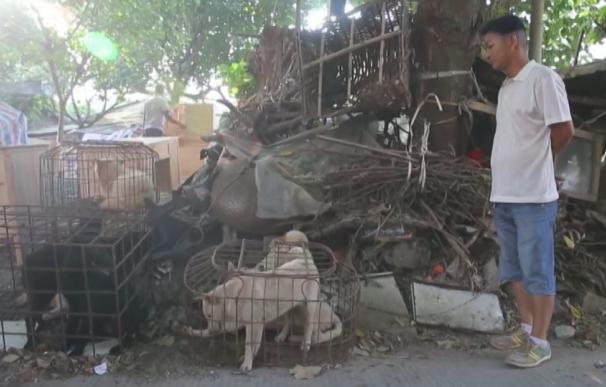 Ecologistas logran victoria ante polémico Festival de Carne de Perro de Yulin