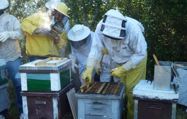 Apicultores se forman en Navalmoral (Cáceres) en la cría de abejas reina, un "yacimiento de empleo" en el sector