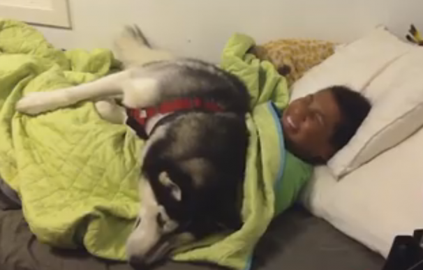 El perro que se ha hecho viral por no dejar que su dueño salga de la cama