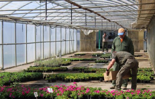 La campaña de la flor de la DPH reparte más de 50.000 plantas entre 71 municipios