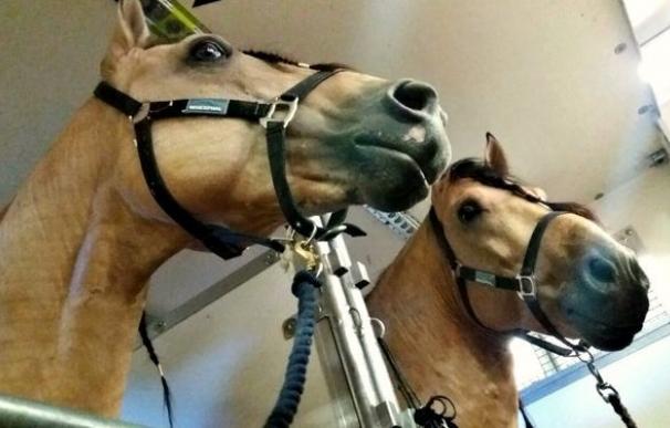 Piden multa de 1.200€ a un concejal que arrojó a su caballo agonizante a una zanja