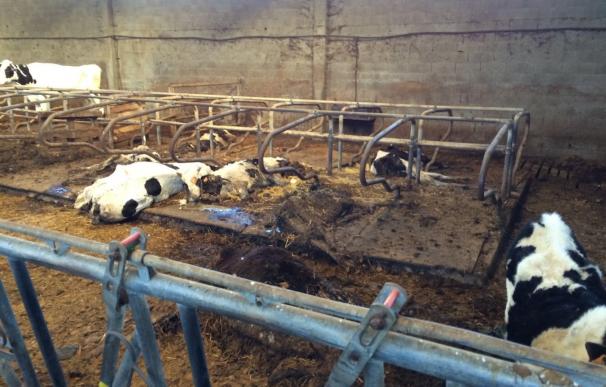 El ganadero de Chantada alega que las vacas murieron por una "bacteria" y acusación popular ve "maltrato animal"