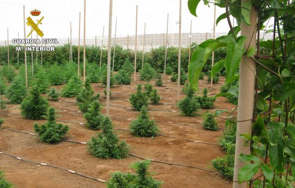La Guardia Civil interviene unas 263 plantas de marihuana en Lanzarote y detiene al propietario del invernadero