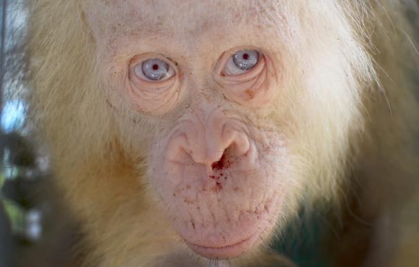 Rescatan en Indonesia a una orangután albina "extremadamente rara" que estaba en cautividad